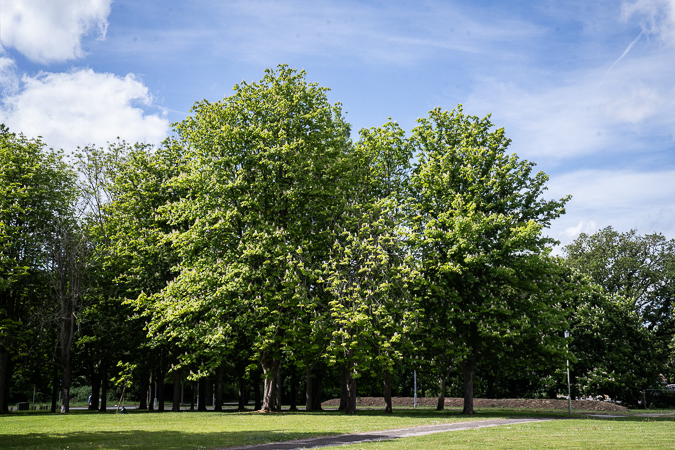 Horse chestnuts-1.jpg